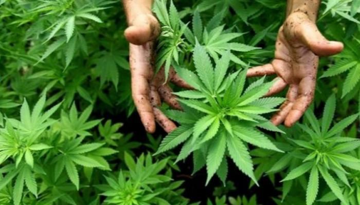 اعفاء من استخدم او يستخدم القنّب للاستهلاك الذاتي من السجل الجنائي