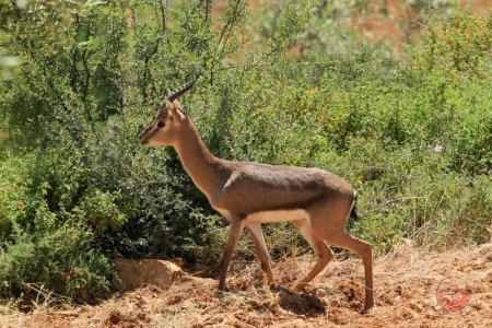 دعوى بـ 600 الف شيكل كتعويض للدولة على شاب من المغار بسبب غزال