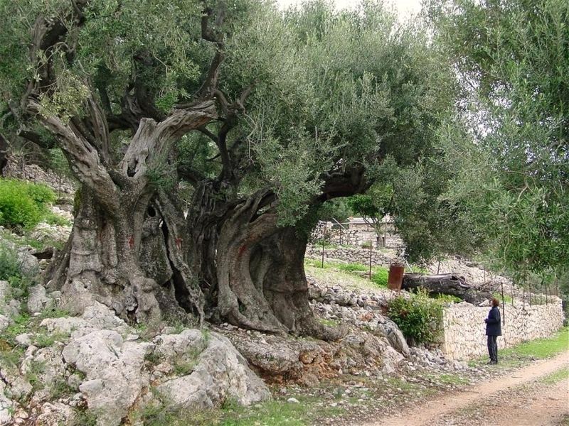 أقدم شجرة زيتون بالعالم توجد في فلسطين عمرها يزيد عن 5550عاما