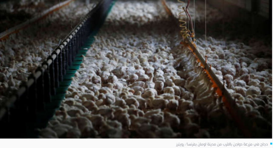 أوروبا.. إعدام نحو 50 مليوناً من الدواجن