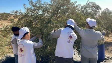 حملة وكالة بيت مال القدس الشريف لقطاف الزيتون في القدس "عونة" 2024 تحل بقرى مِخماس والعيزرية