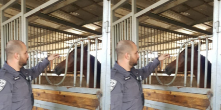 الشرطة تضبط صباح اليوم في مدينه عكا 7 خيول تم احتجازهم في مكان عام خلافاً للقانون