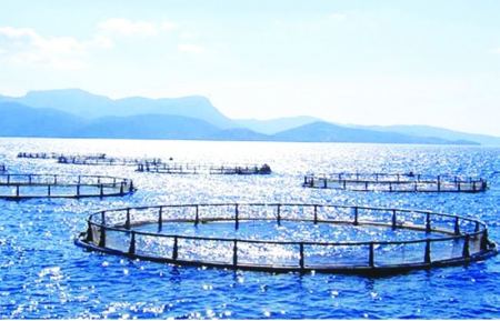 انطلاق مجموعة الابتكار لتطوير الاحياء المائية